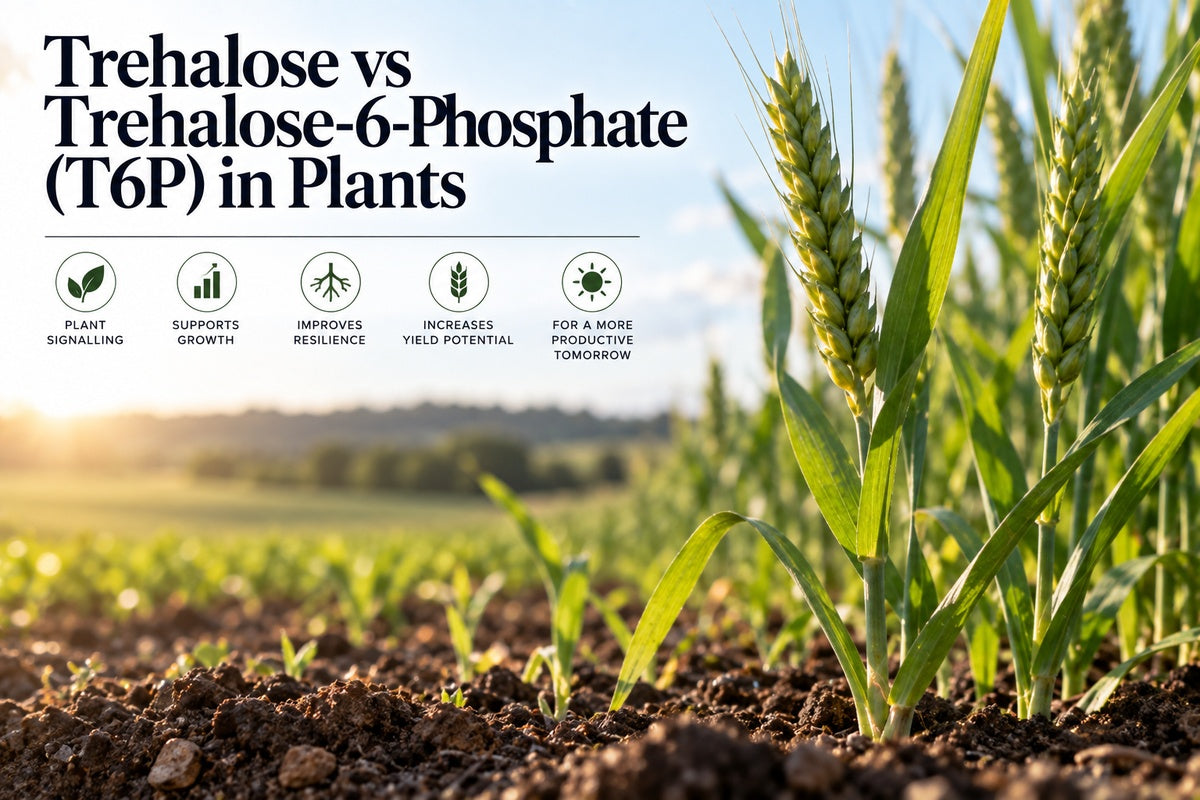 Trehalose vs trehalose-6-phosphate (T6P) in plants showing plant signalling, growth, resilience and crop yield potential